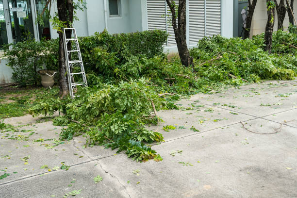 How Our Tree Care Process Works  in  Dalhart, TX